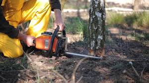 How Our Tree Care Process Works  in  London, KY