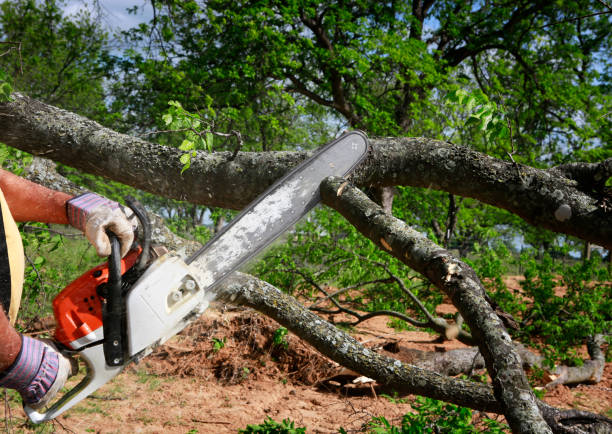 London, KY Tree Services Company